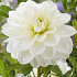 Dahlia Deco. White Onesta x1 l .