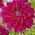 Dahlia pompon Fuschia Charm x1 l .
