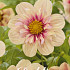 Dahlia Single Flowering Rhubarb and Custard x1 l .