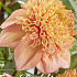 Dahlia Single Flowering Sandia Brocade x1 l .