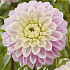 Dahlia Sweet Lucille x1 l .