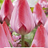 Tulipa Van Eijk x 5 10/11