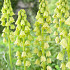 Persica Alba 24/+