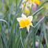 Pseudonarcissus 12/14