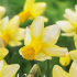 Narcis Cyclamineus Mother Duck x6 12/+