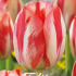 Tulp Triumph Spring Break x7 12/+