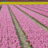 Pink Pearl 14/15