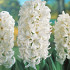 White Pearl 14/15