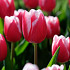 Leen van der Mark 10/11