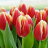 Leen van der Mark 10/11
