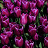 Purple Prince 10/11