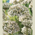 Allium Nigrum x5 10/12