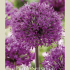 Allium Purple Sensation x5 12/14