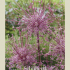 Allium Schuberti x3 14/16
