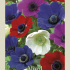 Anemone de Caen Mixed x20 5/6