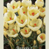 Crocus Botanical Romance x20 5/7