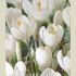 Crocus Vernus Jeanne d'Arc x10 8/9