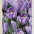 Crocus Vernus Pick Wick x10 8/9
