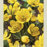 Eranthis Hyemalis x10 5/6