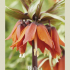 Fritillaria Rubra x1 24/+