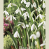 Galanthus Elwesii x10 5/6