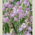 Hyacinthoides Hispanice Pink x10 8/9