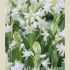 Hyacinthoides Hispanice White x10 8/9
