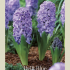 Hyacinthus Orientails Delft Blue x5 15/16