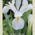 Iris  Hollandica White Magic x8 8/9