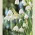 Leucojum Aestivum x8 12/+