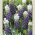 Muscari Grape Ice x10 8/9