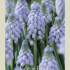 Muscari Valerie Finnis x15 8/9