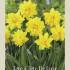 Narcissus Cyclamineus Tete a Tete de Lux x7 12/+
