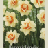 Narcissus Double Romantic Paradise x5 14/16