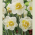 Narcissus Double Salou x5 14/16