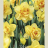 Narcissus Double Tahiti x5 14/16
