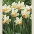 Narcissus Jonquilla Carice x7 12/+