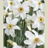 Narcissus Poeticus Recurvus x5 14/16