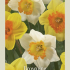 Narcissus Small Cupped Browning x6 14/16