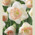 Narcissus Trumpet British Gamble x5 14/16
