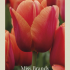 Tulipa Darwin Hybride Miss Brandy x7 12/+