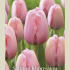 Tulipa Darwin Hybride Salmon Impression x7 12/+