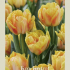Tulipa Double Early Foxy Foxtrot x7 12/+