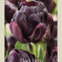 Tulipa Double Late Black Hero x7 12/+
