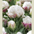 Tulipa Double Late Ice Cream x5 12/+