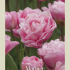 Tulipa Double Late Mariage x7 12/+