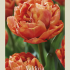 Tulipa Double Late Valdivia x7 12/+