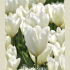 Tulipa Fosteriana Purrissima x7 12/+