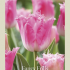 Tulipa Fringed Fancy Frills x7 12/+