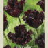 Tulipa Fringed Labrador x7 12/+